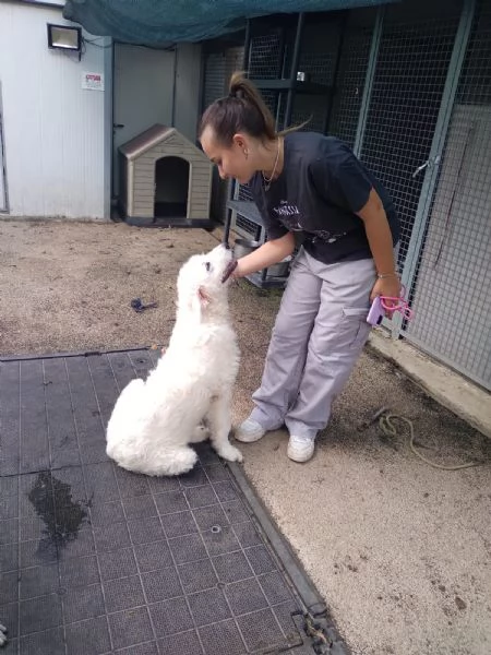 BRIE - cucciola di 5 mesi | Foto 1