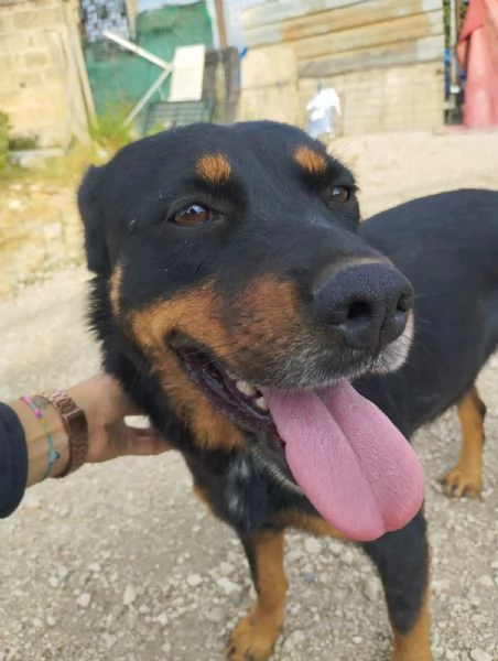 SASHA - cagnolina simil rottweiler di 4 anni | Foto 5