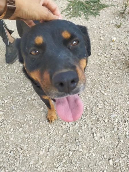 SASHA - cagnolina simil rottweiler di 4 anni | Foto 4