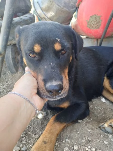 SASHA - cagnolina simil rottweiler di 4 anni | Foto 3