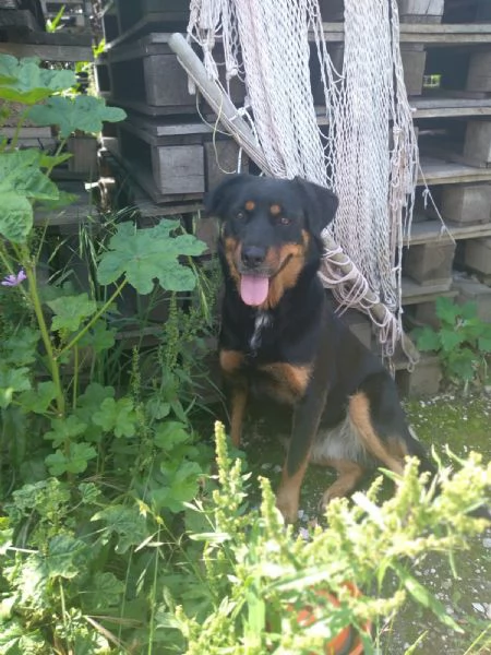 SASHA - cagnolina simil rottweiler di 4 anni | Foto 2