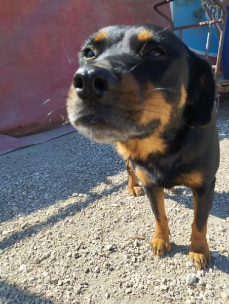 SASHA - cagnolina simil rottweiler di 4 anni | Foto 1