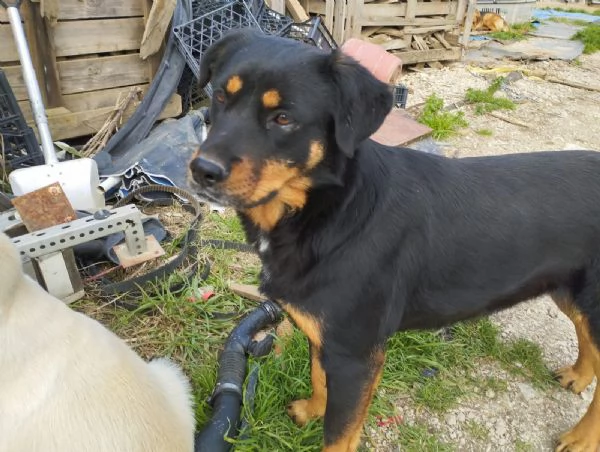 SASHA - cagnolina simil rottweiler di 4 anni