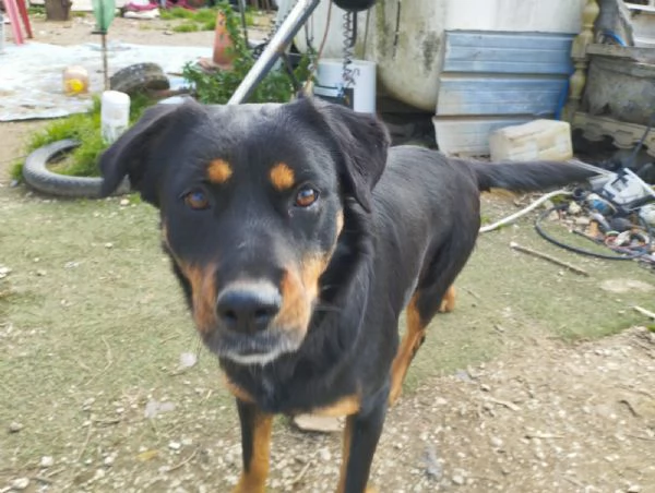 SASHA - cagnolina simil rottweiler di 4 anni | Foto 0