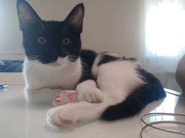 ASTRA - gattina di 4 mesi | Foto 1