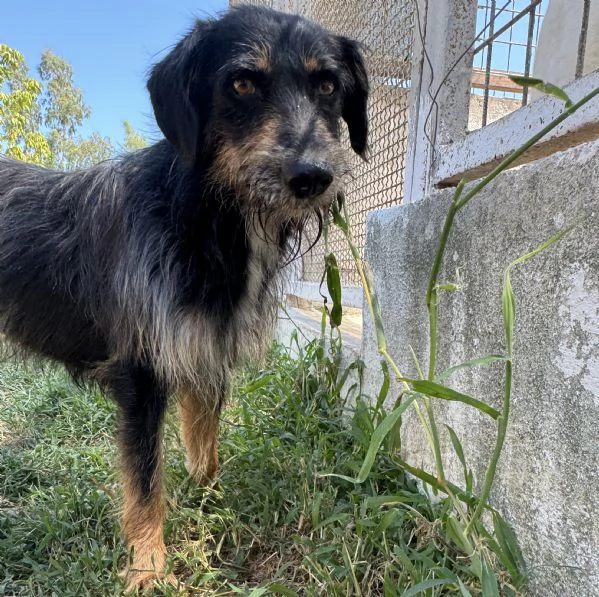 LEY - cagnolino di 5 anni e mezzo