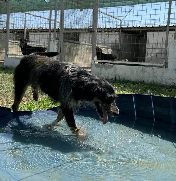 LEY - cagnolino di 5 anni e mezzo | Foto 1