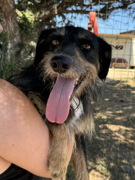 LEY - cagnolino di 5 anni e mezzo | Foto 0