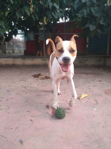 SHILA - simil pitbull di 5 anni | Foto 5