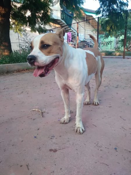 SHILA - simil pitbull di 5 anni | Foto 3