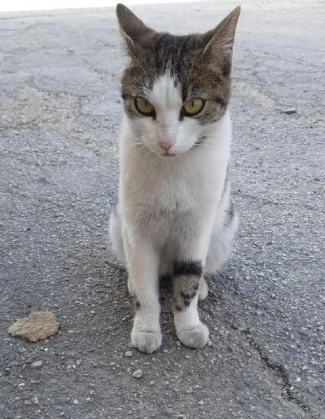 PRINCIPESSA - gattina di 1 anno e mezzo | Foto 0