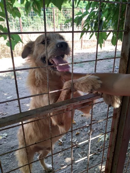 TOMMY - cagnolino di 4 anni - taglia media | Foto 4