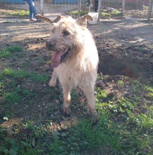 TOMMY - cagnolino di 4 anni - taglia media | Foto 2