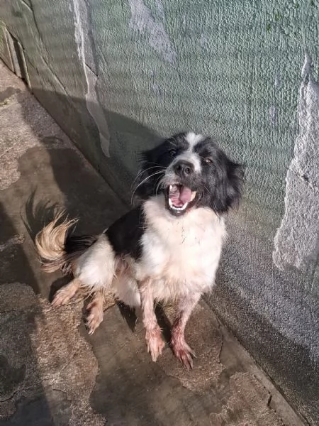 POLLON - mix border collie di 3 anni e mezzo