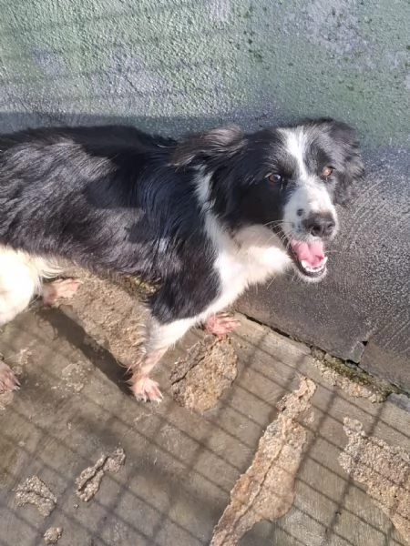 POLLON - mix border collie di 3 anni e mezzo | Foto 1