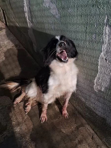 POLLON - mix border collie di 3 anni e mezzo | Foto 0