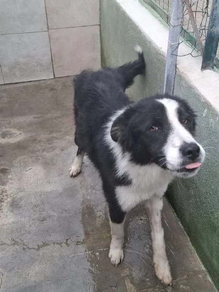 EROS - simil border collie di 2 anni