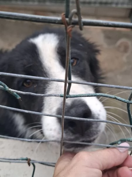 EROS - simil border collie di 2 anni | Foto 3