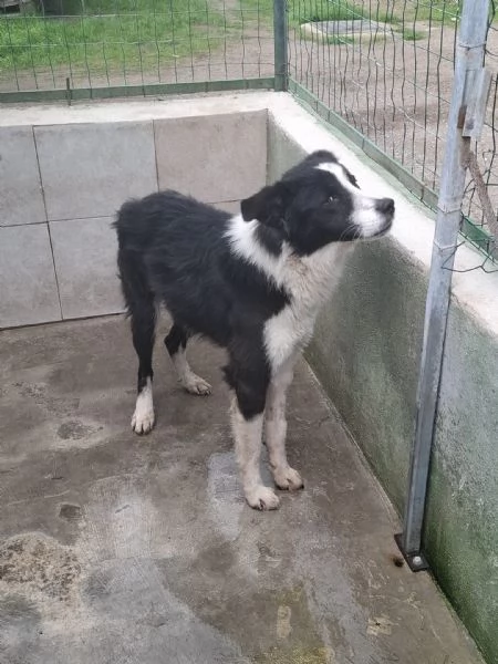 EROS - simil border collie di 2 anni | Foto 2