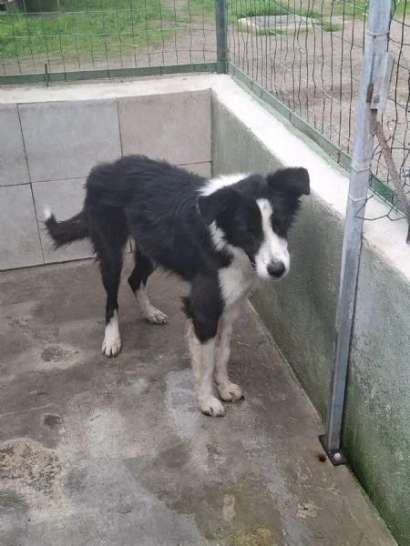 EROS - simil border collie di 2 anni | Foto 1