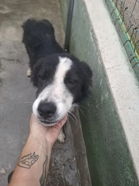 EROS - simil border collie di 2 anni | Foto 0