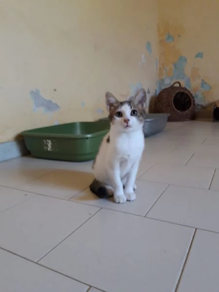 DENISE - gattina di 3 mesi e mezzo | Foto 4