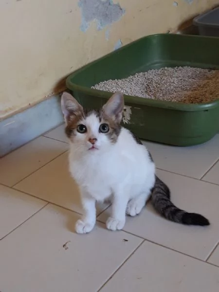 DENISE - gattina di 3 mesi e mezzo | Foto 3