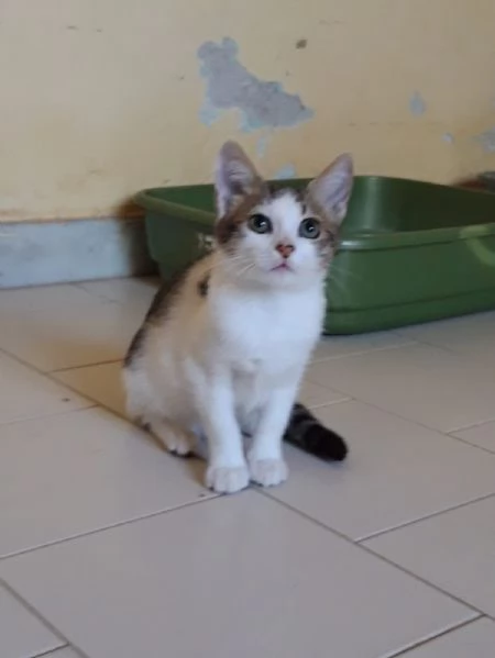 DENISE - gattina di 3 mesi e mezzo