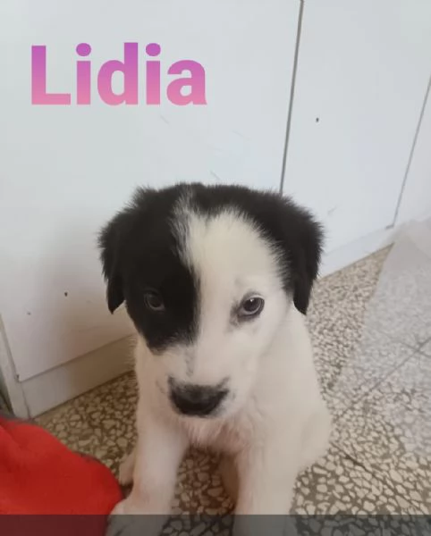 CUCCIOLI DI 2 MESI | Foto 0