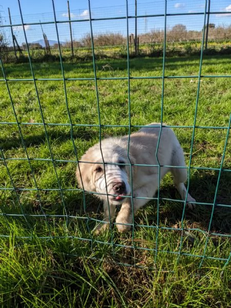 ARCA - cucciola di 3 mesi - taglia grande | Foto 6