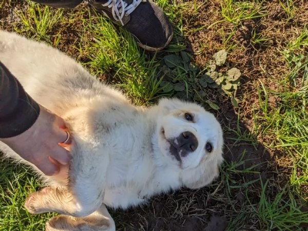 ARCA - cucciola di 3 mesi - taglia grande | Foto 4