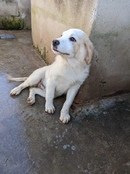 ARCA - cucciola di 3 mesi - taglia grande | Foto 2