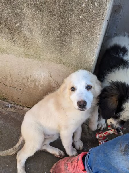 ARCA - cucciola di 3 mesi - taglia grande | Foto 1