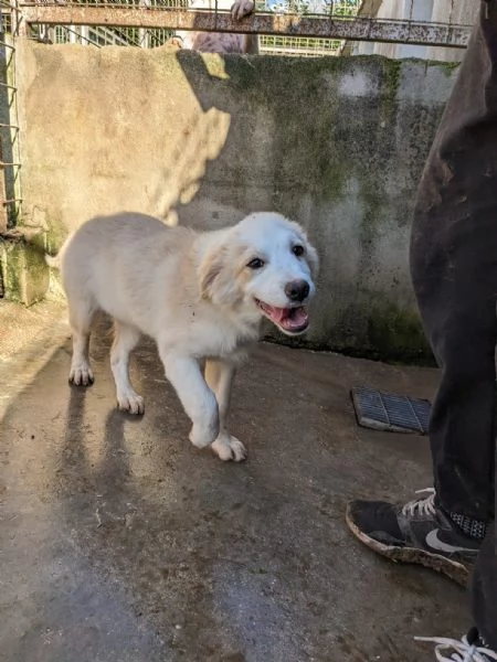 ARCA - cucciola di 3 mesi - taglia grande | Foto 0