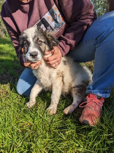 MOSE' - cucciolo di 3 mesi - taglia grande | Foto 4