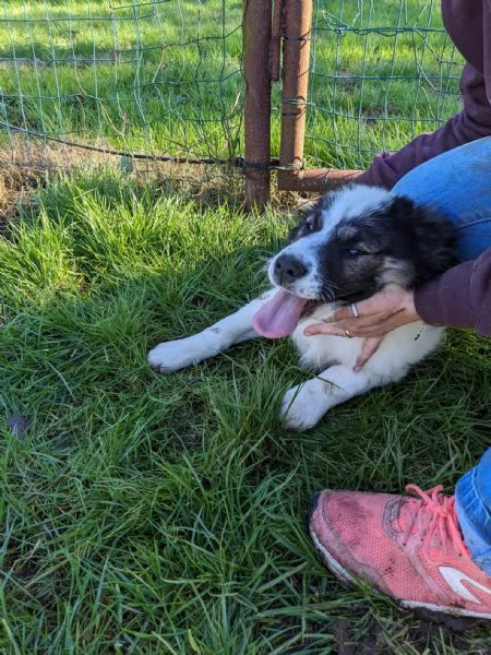 MOSE' - cucciolo di 3 mesi - taglia grande | Foto 3