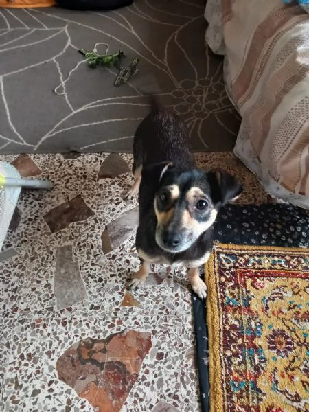 LIZZIE - cagnolina simil pinscher di 4 anni - taglia piccola