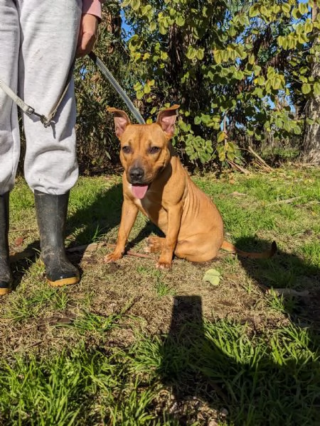 ROMA - cucciola simil amstaff-pitbull di 9 mesi | Foto 3