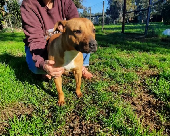 ROMA - cucciola simil amstaff-pitbull di 9 mesi | Foto 2