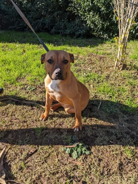 ROMA - cucciola simil amstaff-pitbull di 9 mesi