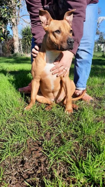 ROMA - cucciola simil amstaff-pitbull di 9 mesi | Foto 0