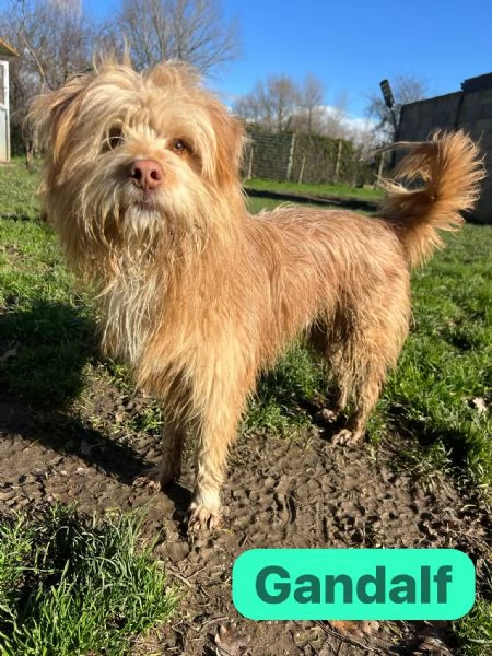 GANDALF - cagnolino di 1 anno - taglia media | Foto 3