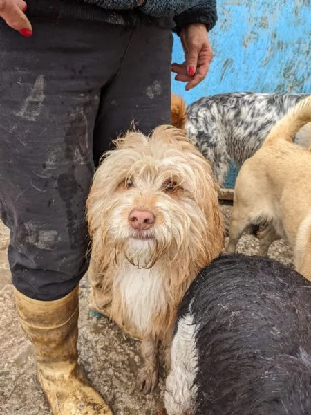 GANDALF - cagnolino di 1 anno - taglia media | Foto 2