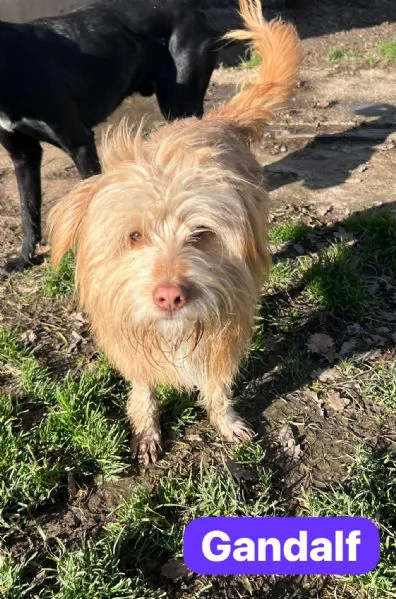 GANDALF - cagnolino di 1 anno - taglia media