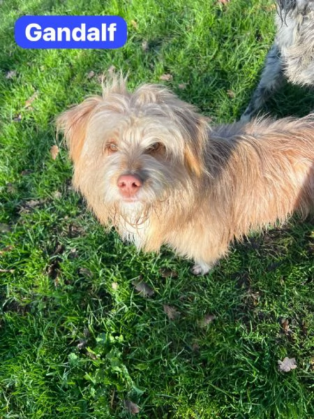 GANDALF - cagnolino di 1 anno - taglia media | Foto 1