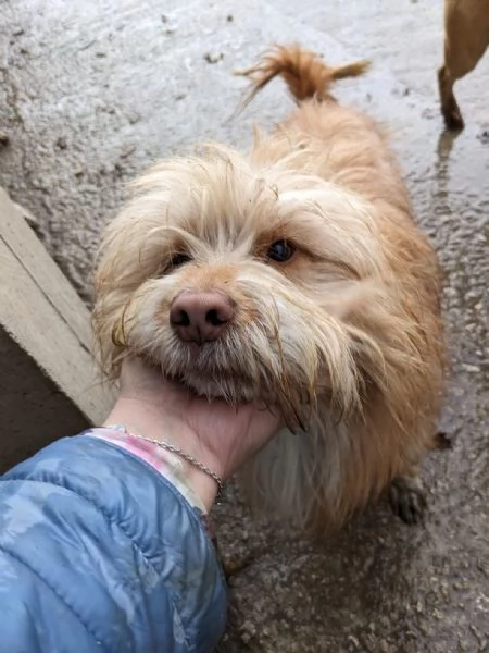 GANDALF - cagnolino di 1 anno - taglia media | Foto 0