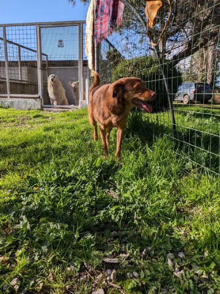 BROWNY - cane di 9 anni - taglia media | Foto 2