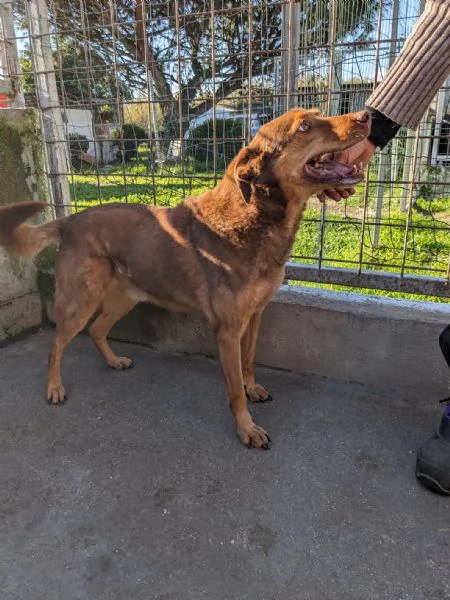 BROWNY - cane di 9 anni - taglia media | Foto 1