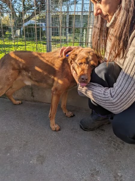 BROWNY - cane di 9 anni - taglia media | Foto 0