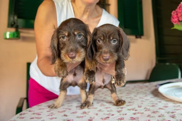 Cuccioli di bassotti nani pelo duro | Foto 4